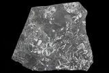 Wide Fossil Seed Fern Plate - Pennsylvania #73148-1